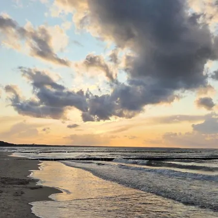 Daire Seepferdchen *